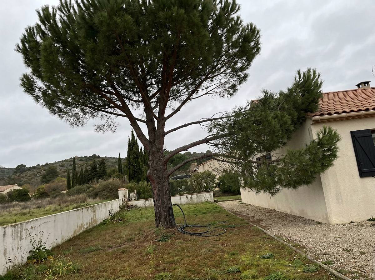 Élagage : avant les travaux